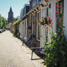 Hollyhocks in Monnickendam