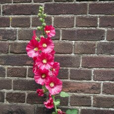 Hollyhocks 01