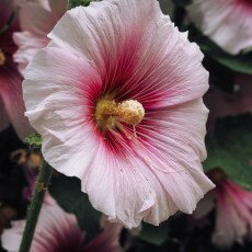 Hollyhocks 08