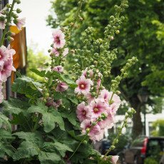Hollyhocks 07