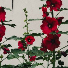 Hollyhocks 09