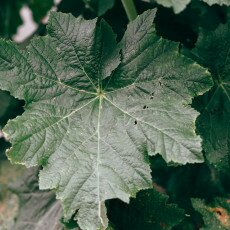 Hollyhock leaf
