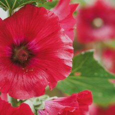Hollyhocks 10