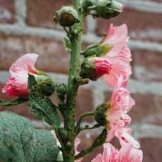 Hollyhocks 11