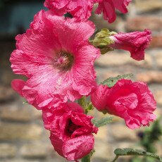 Hollyhocks 13