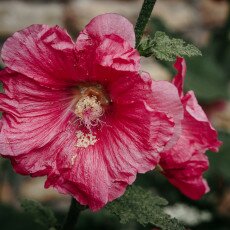 Hollyhocks 14