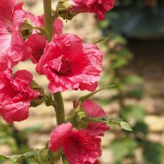 Hollyhocks 16