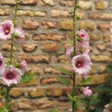 Hollyhocks 18