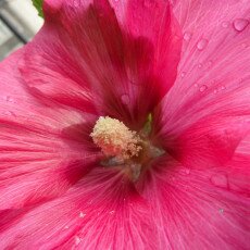 Hollyhocks 17