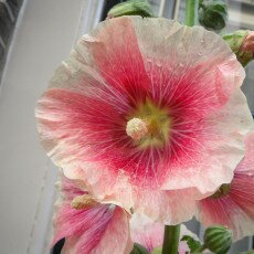 Hollyhocks 24
