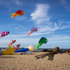 Kites resting on the sand, with fish kites still in the air