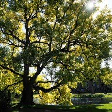 Hanseatic cities: Kampen 06