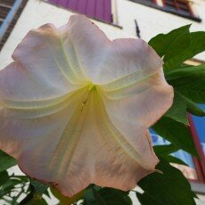 Hanseatic cities: Kampen 11