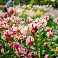Visiting Keukenhof 02
