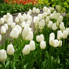 Visiting Keukenhof 04
