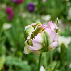 Visiting Keukenhof 05