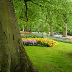 Visiting Keukenhof 07