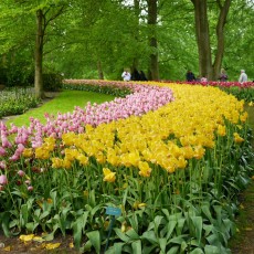 Visiting Keukenhof 08