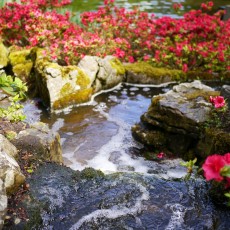 Visiting Keukenhof 09