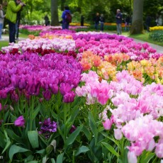Visiting Keukenhof 13