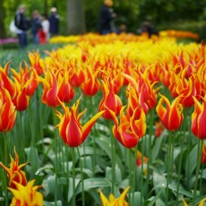 Visiting Keukenhof 14