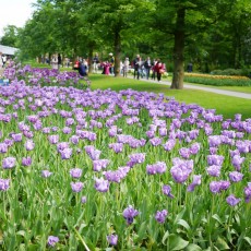 Visiting Keukenhof 17