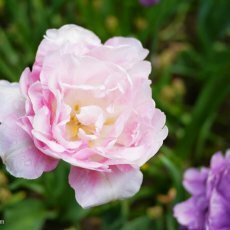 Visiting Keukenhof 18