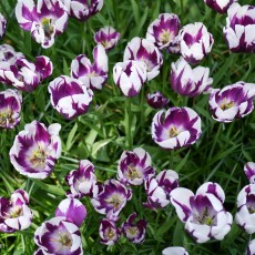 Visiting Keukenhof 19