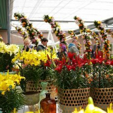 Visiting Keukenhof 20