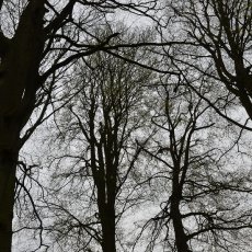 Ominous trees