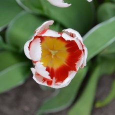 Tri-colour tulip