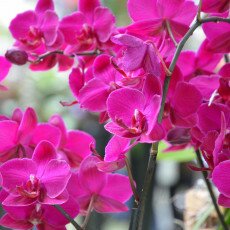 Keukenhof most beautiful garden 03