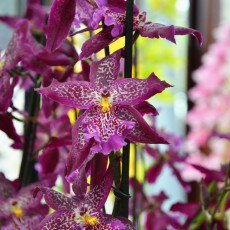 Keukenhof most beautiful garden 05
