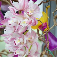 Keukenhof most beautiful garden 01