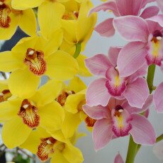 Keukenhof most beautiful garden 02