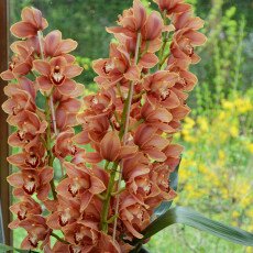 Keukenhof most beautiful garden 04