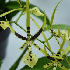 Keukenhof most beautiful garden 06