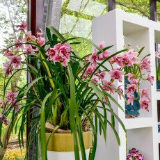 Keukenhof most beautiful garden 08