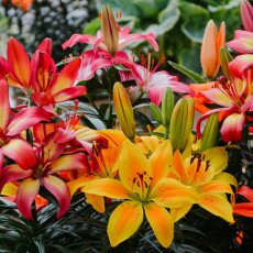 Keukenhof most beautiful garden 09