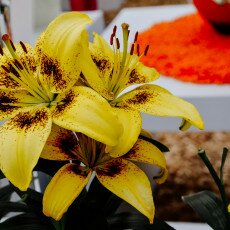 Keukenhof most beautiful garden 12