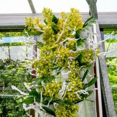 Keukenhof most beautiful garden 13