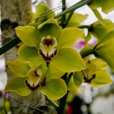 Keukenhof most beautiful garden 11