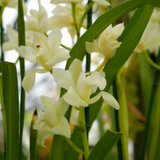 Keukenhof most beautiful garden 10