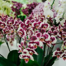 Keukenhof most beautiful garden 14