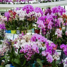 Keukenhof most beautiful garden 19