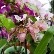 Keukenhof most beautiful garden 17