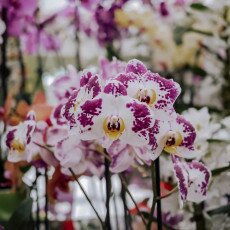 Keukenhof most beautiful garden 18