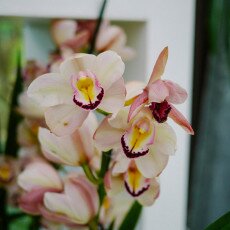 Keukenhof most beautiful garden 20