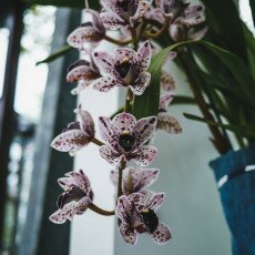 Keukenhof most beautiful garden 07