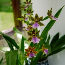 Keukenhof most beautiful garden 21
